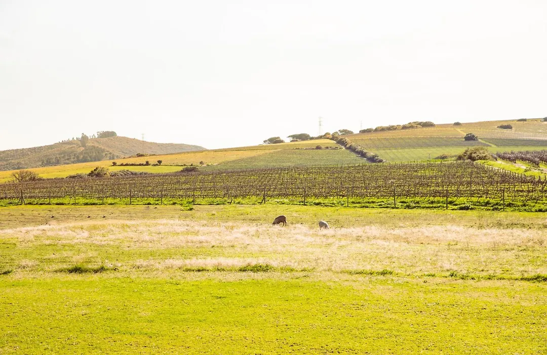 Lovane Boutique Wine Estate And Guesthouse-1